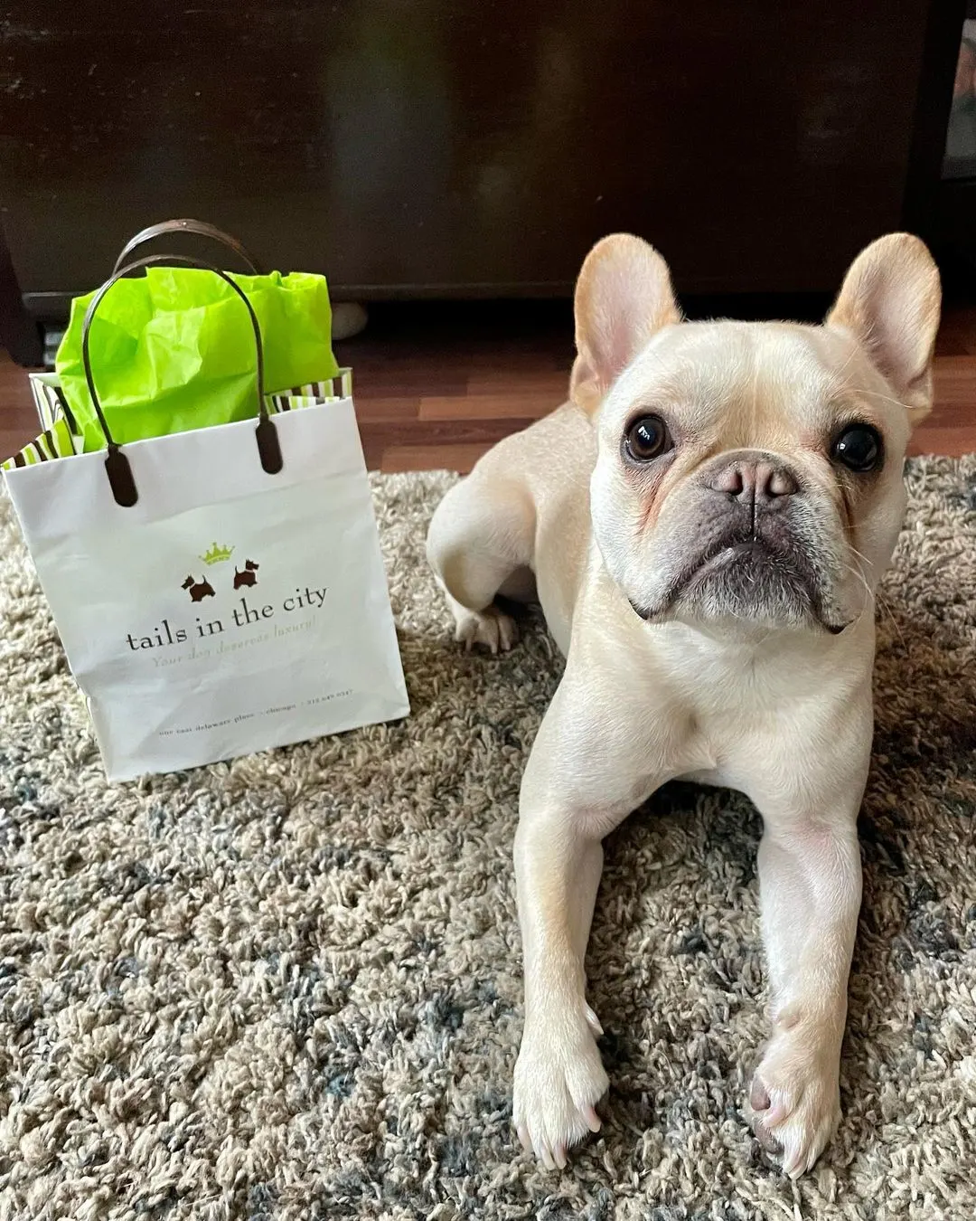 Small dog with shopping bag