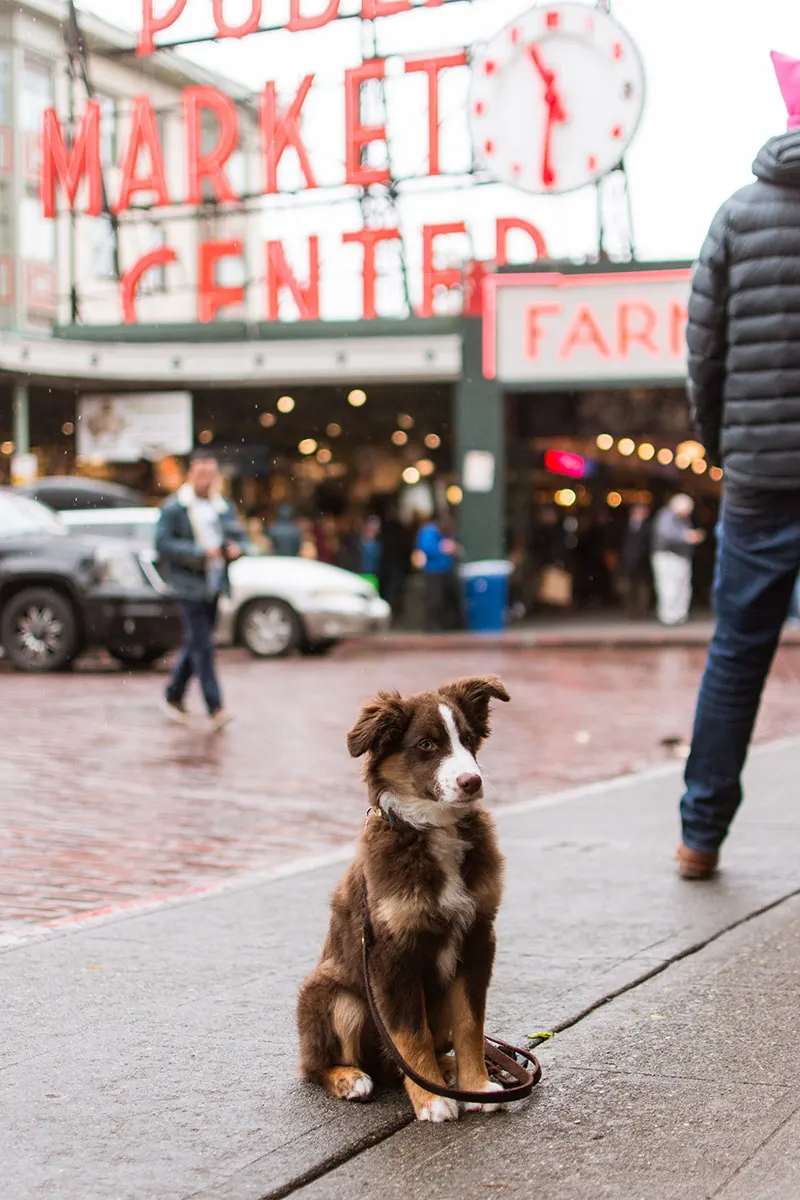 Pike Place Market is a great fall adventure for you and your pup.