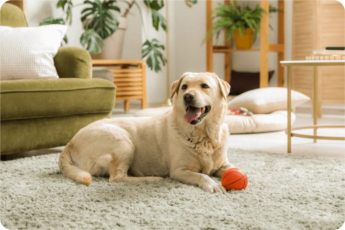 yellow labrador retriever laying on ground next to ball