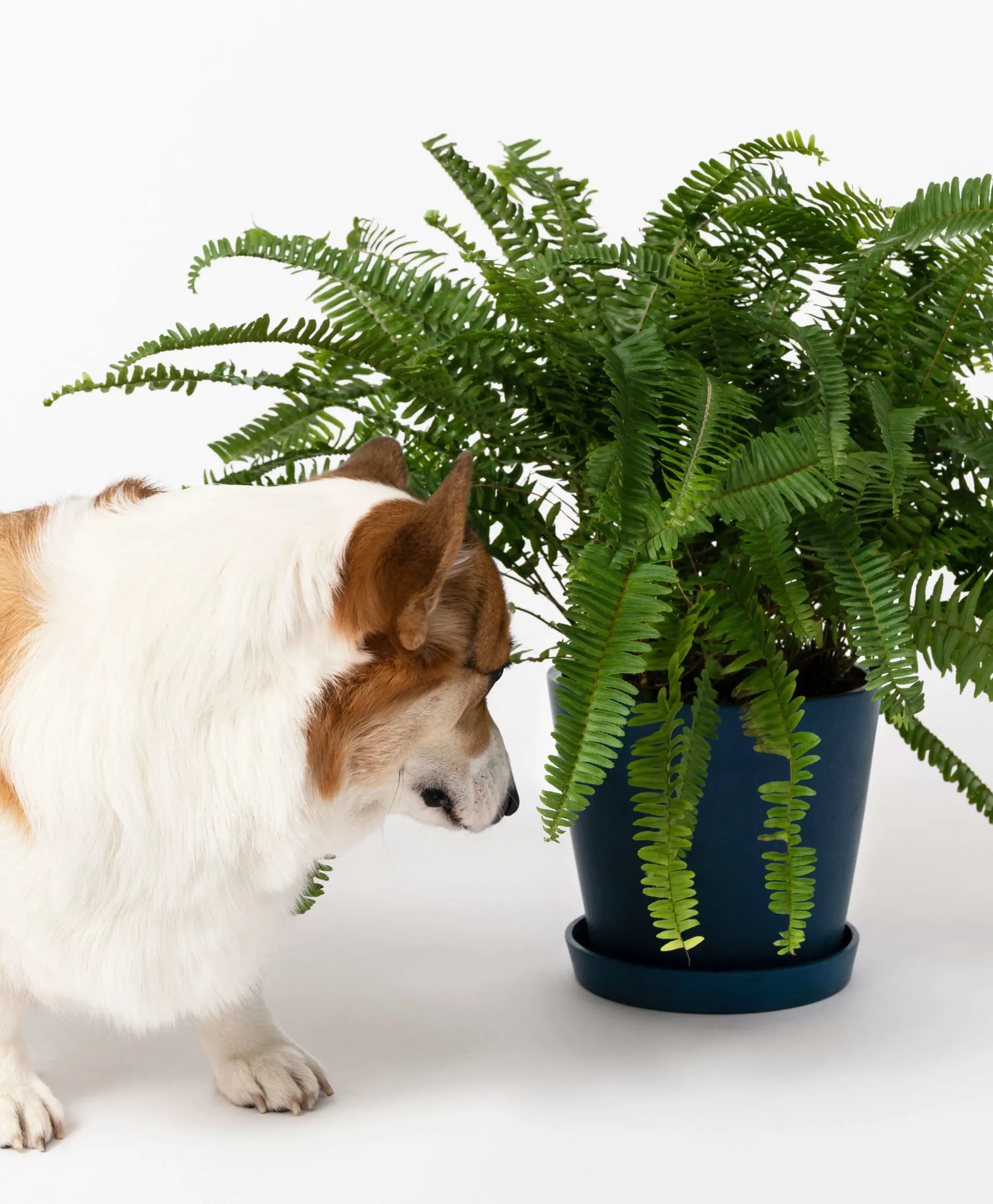 Corgi sniffing potted Kimberly Queen Palm plant