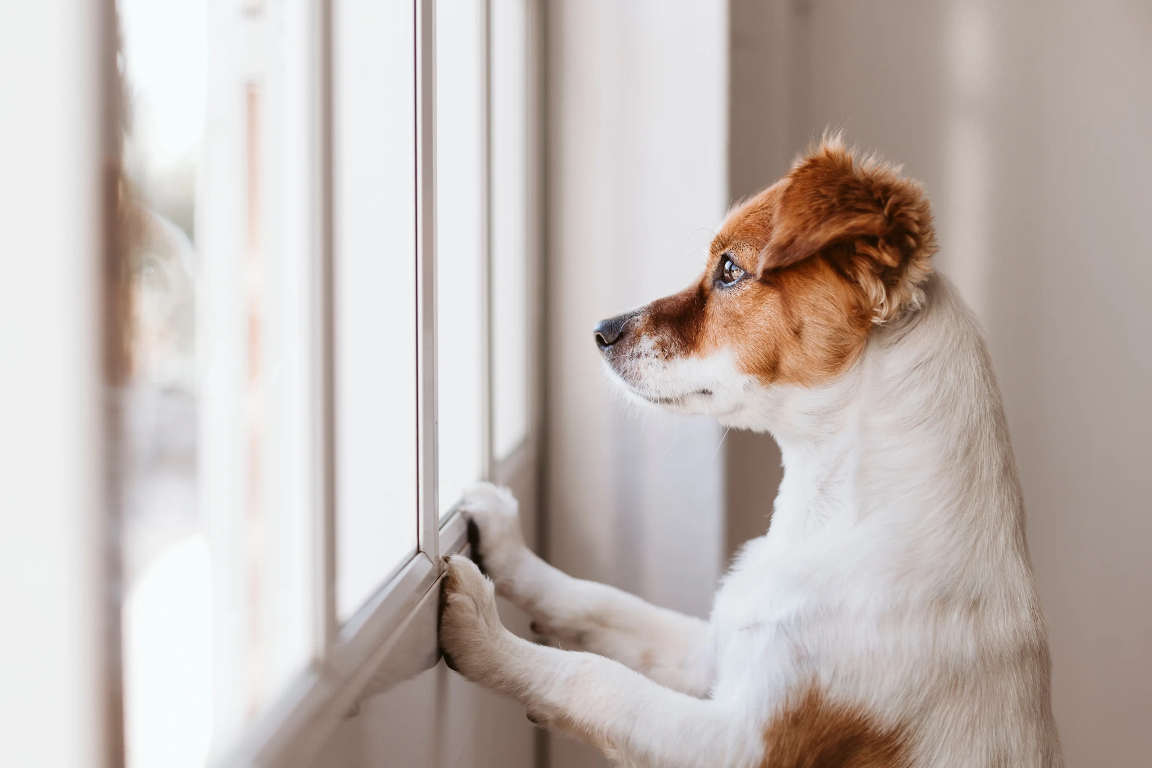 small dog looking out window with hopeful eyes