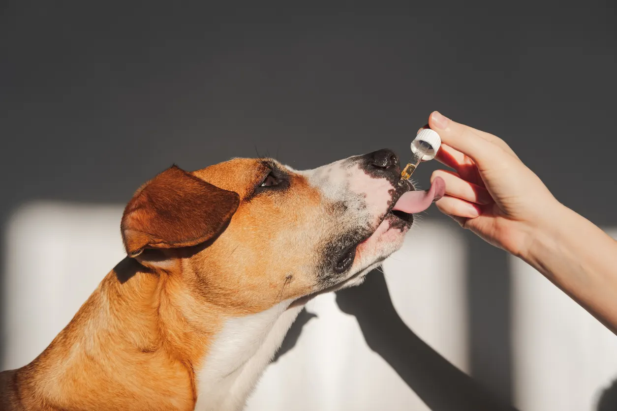 dog licking pet cbd tincture