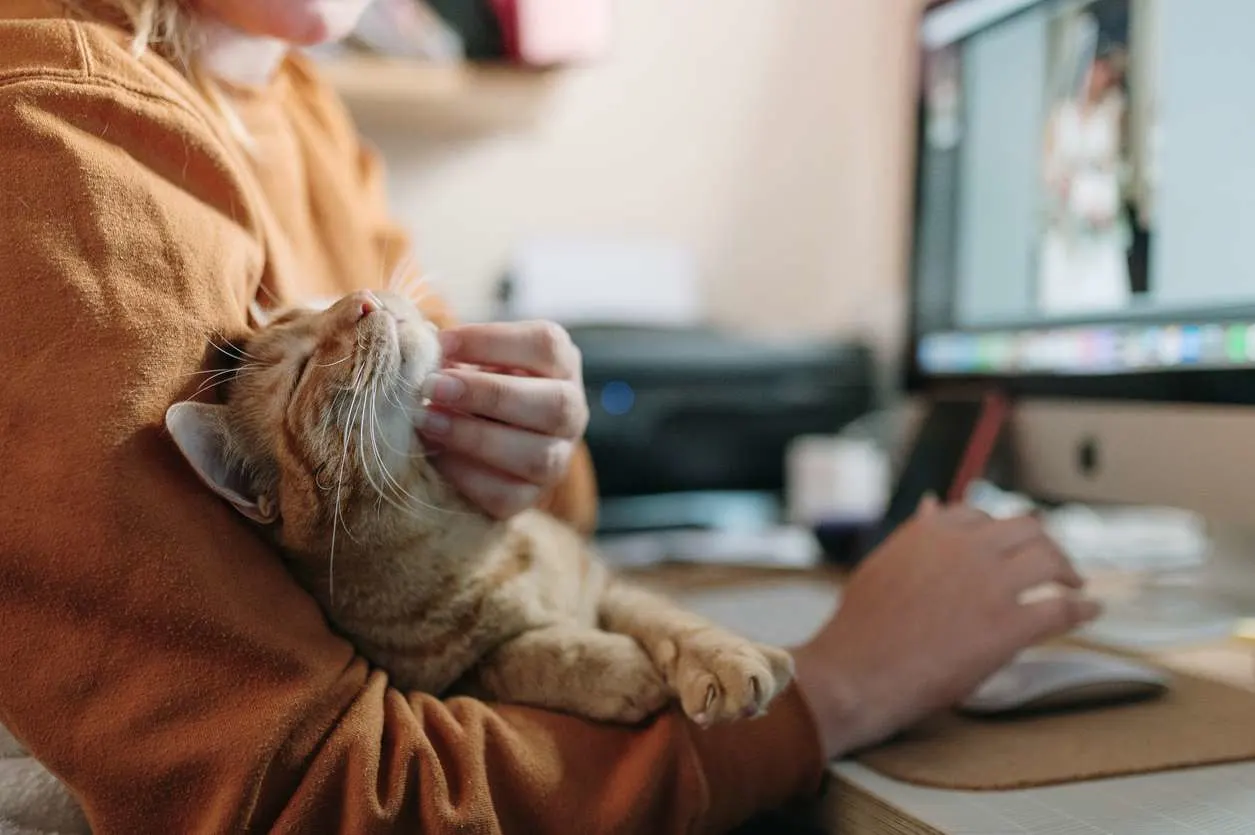 cat cuddling up owner computer