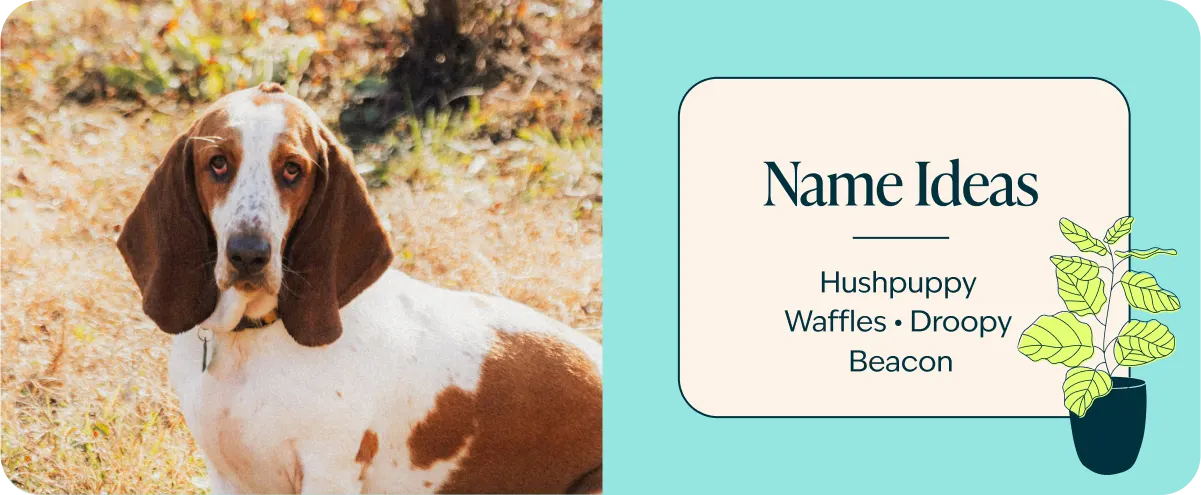 basset hound name ideas