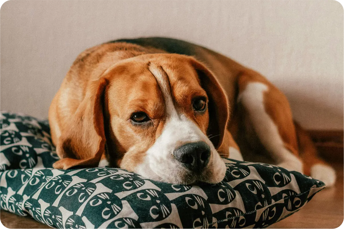 beagle sleeping on bed