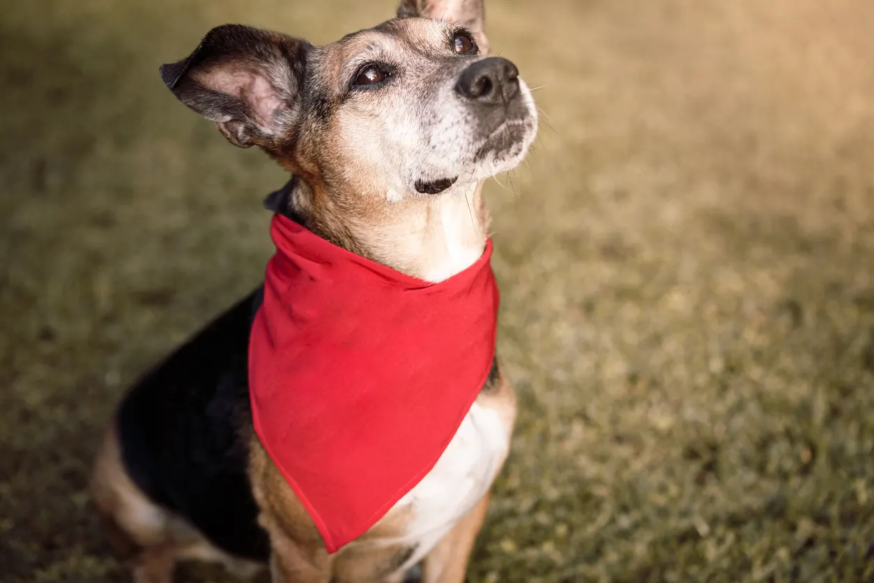 senior dog in red bandana outside