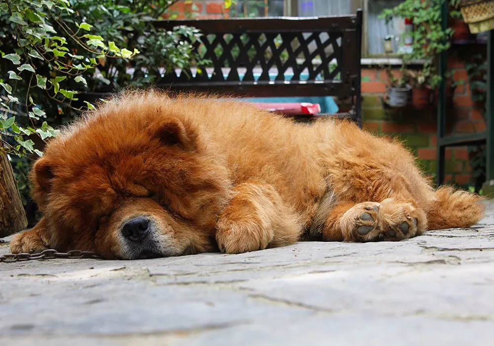Chow Chow napping on the porch