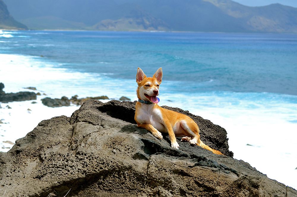 Roam: Island adventures for pets too, in Honolulu