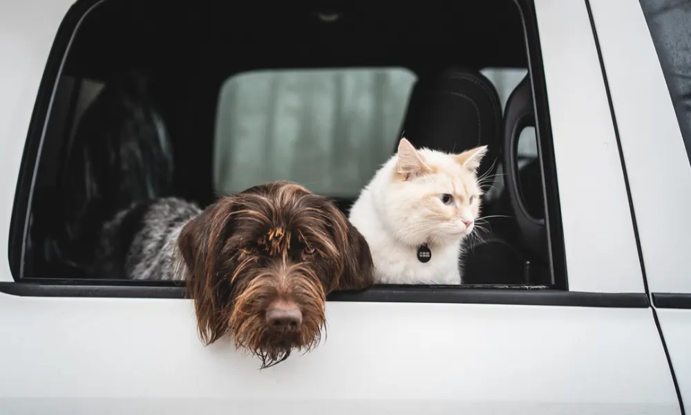 Van Life 101: How to Live on the Road with Your Pets