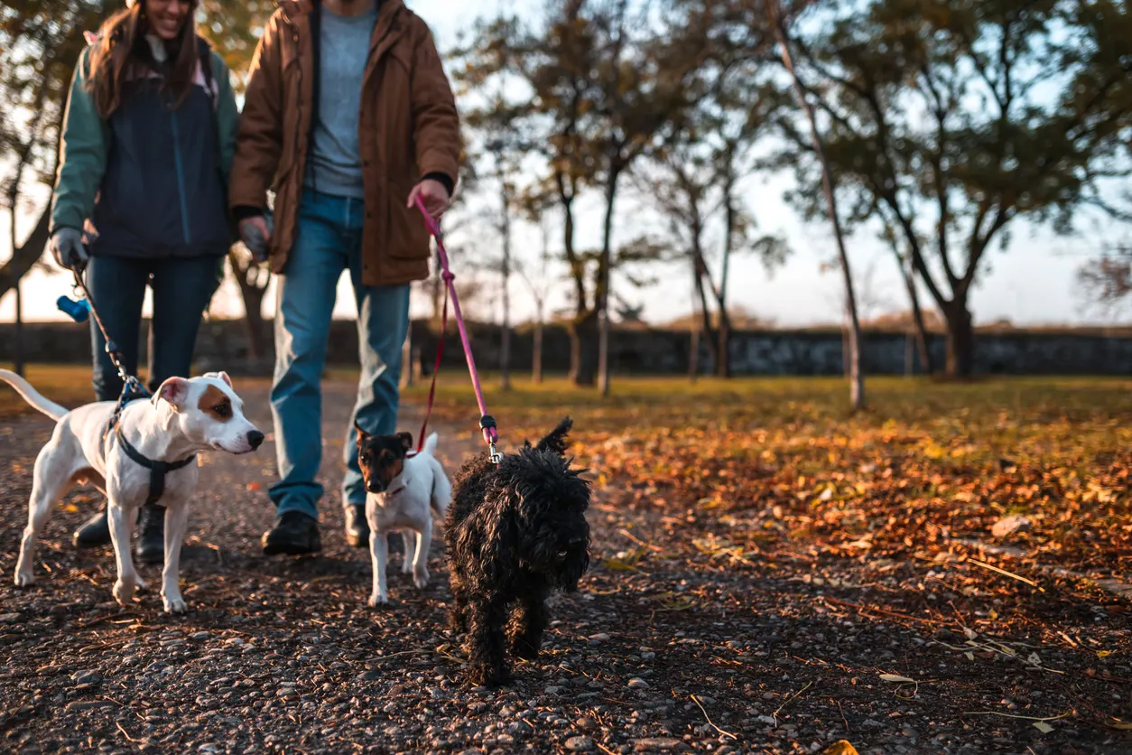 Three dogs on a walk together with man and woman