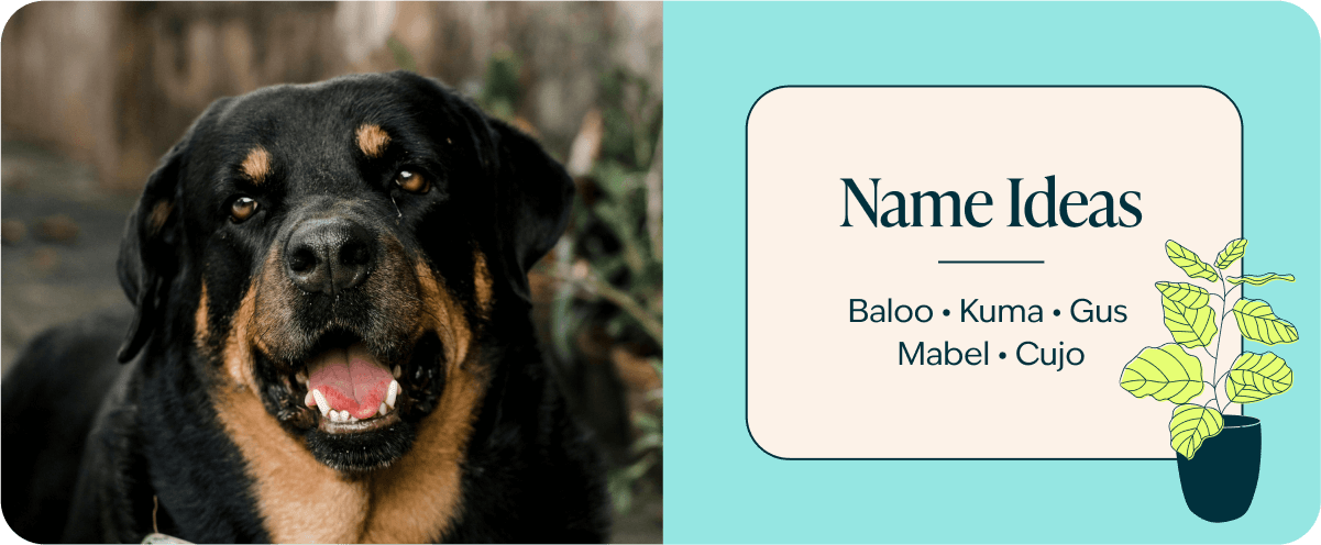 Types Of Rottweiler With Pictures And Names S - Infoupdate.org