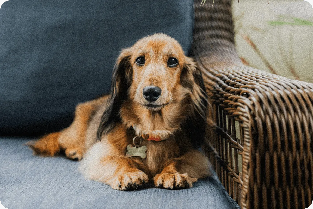 Daschund dog sitting on chair