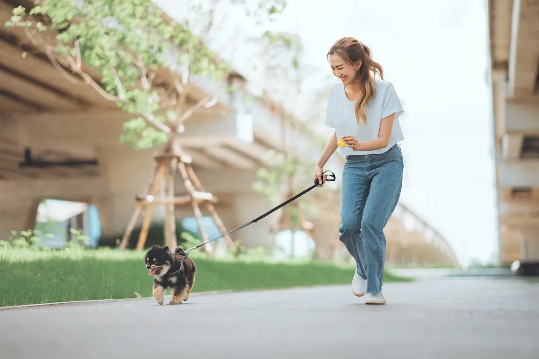 Pomeranians: The Good, the Bad, the Ugly