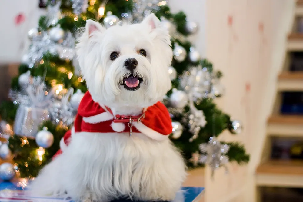 ‘Tis the season: Treat your pet to the best gifts