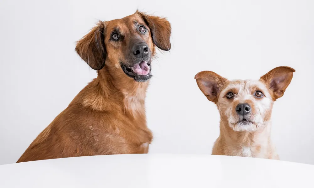Interview With the Founders of CanineJournal