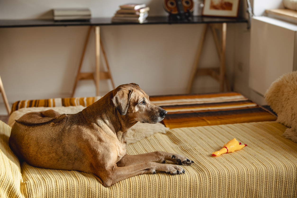 Rhodesian Ridgeback: The Good, The Bad, The Ugly