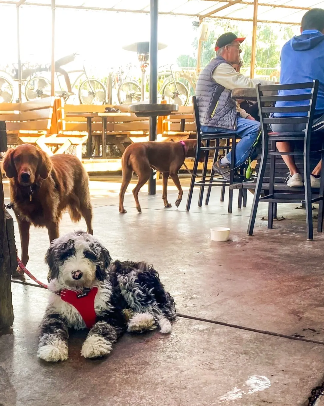 dogs of various sizes in open are of bar with owners