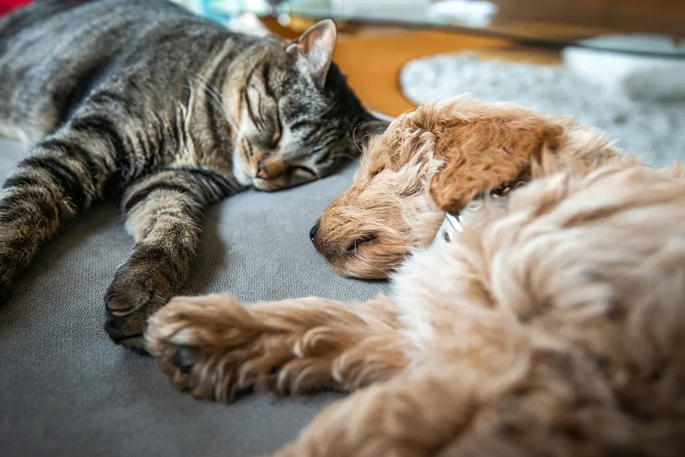 Can cats & dogs live together peacefully?