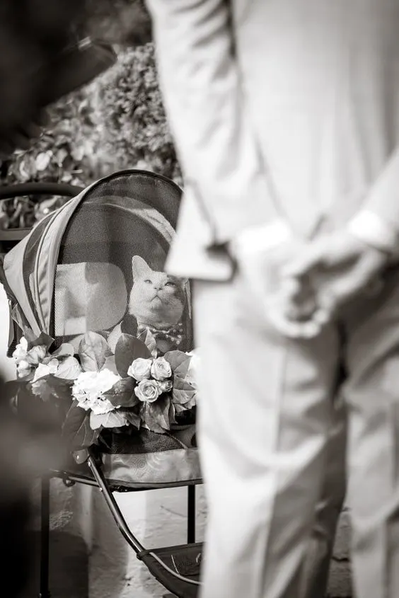 Cat in stroller looking up at groomsman at wedding