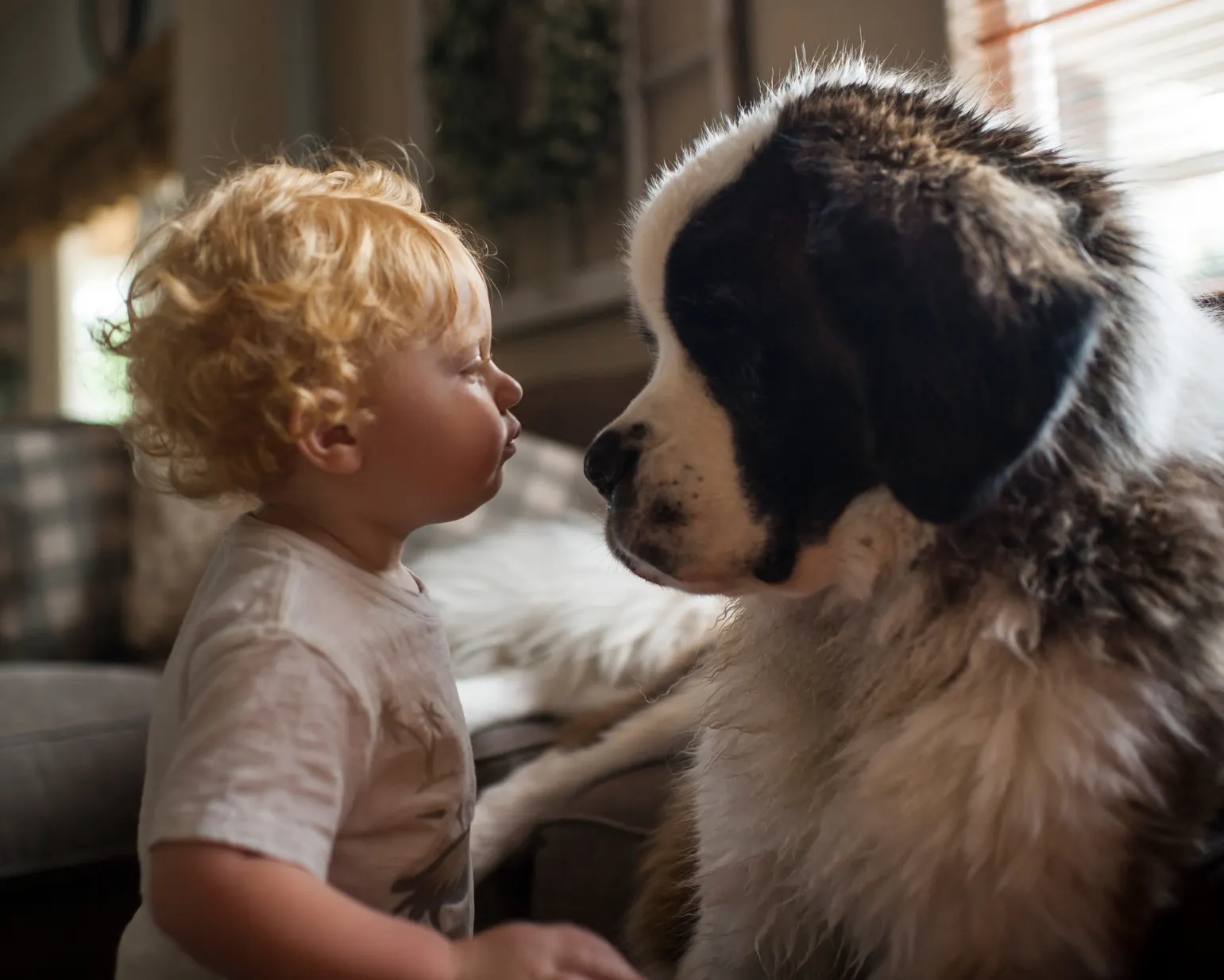 Saint Bernard dog looking at small child