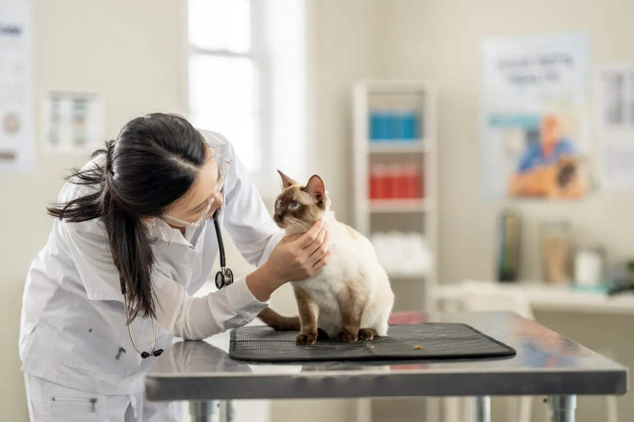 veterinarian leans down and checks cat on table