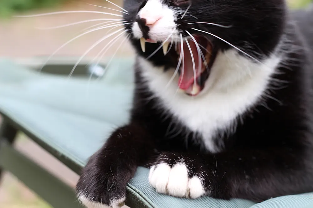 Cat’s mouth inflammation may require teeth extractions
