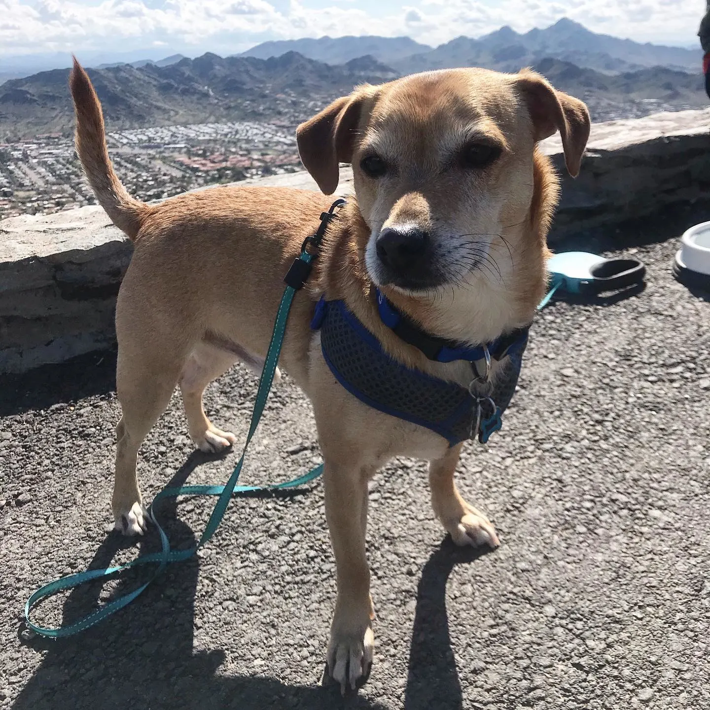 Small dog on top of mountain hiking