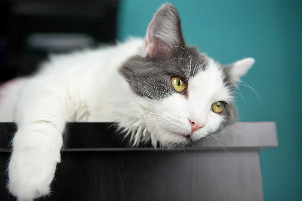 Anemia in cats has many causes