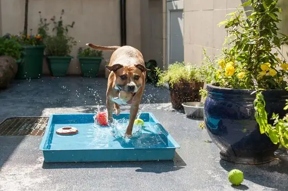 dog playing in sensory garden