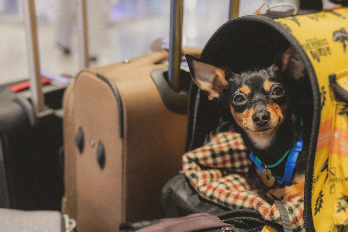 Air Travel and Pets Navigating the Skies with Your Curious Copilot