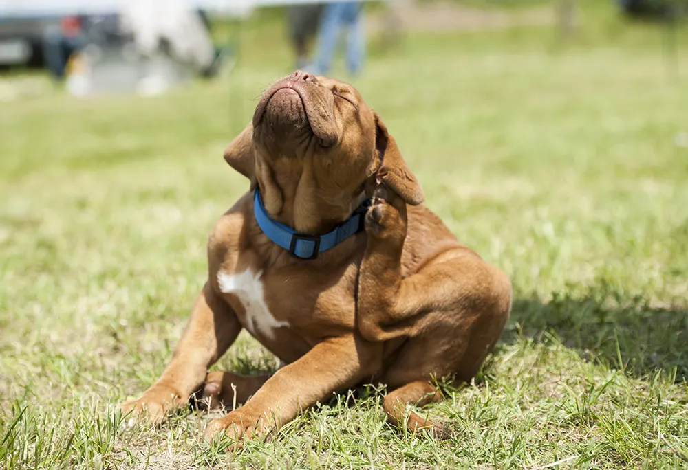 Homemade flea preventative not effective