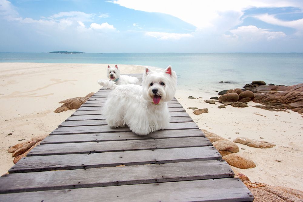 6 beach safety tips for dogs