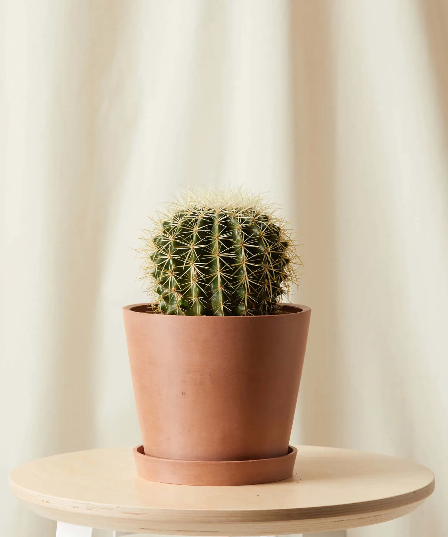 Golden Barrel Cactus in pot