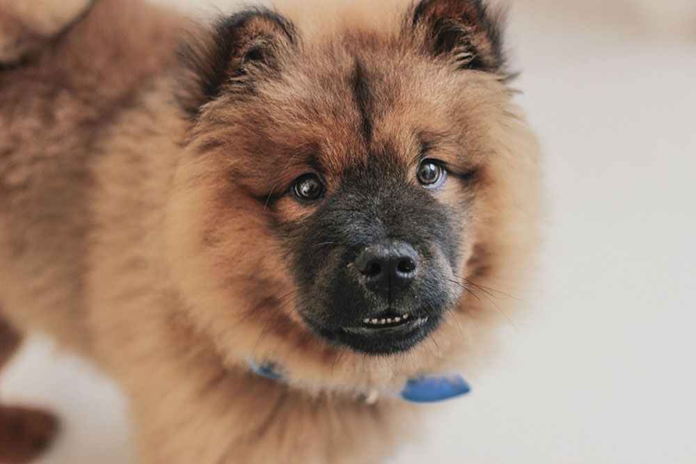 Getting to know the Chow Chow dog