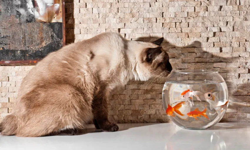 Cat looking into fish tank