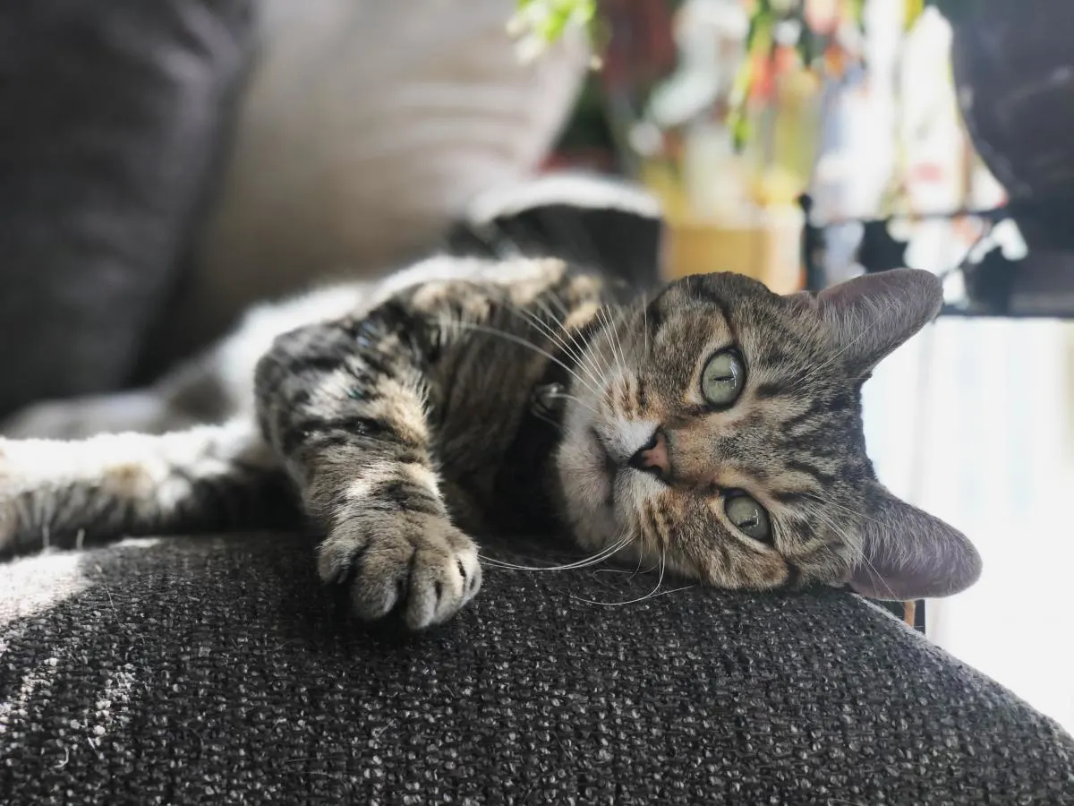 Cat lays on its side in the sun