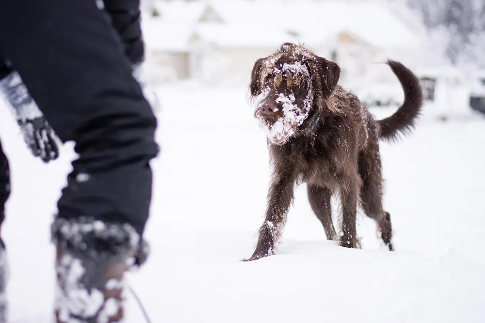 Winter weather safety reminder for pets