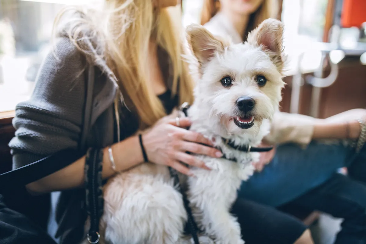 Riding Public Transit With Your Pet: A Guide for Traveling Tails