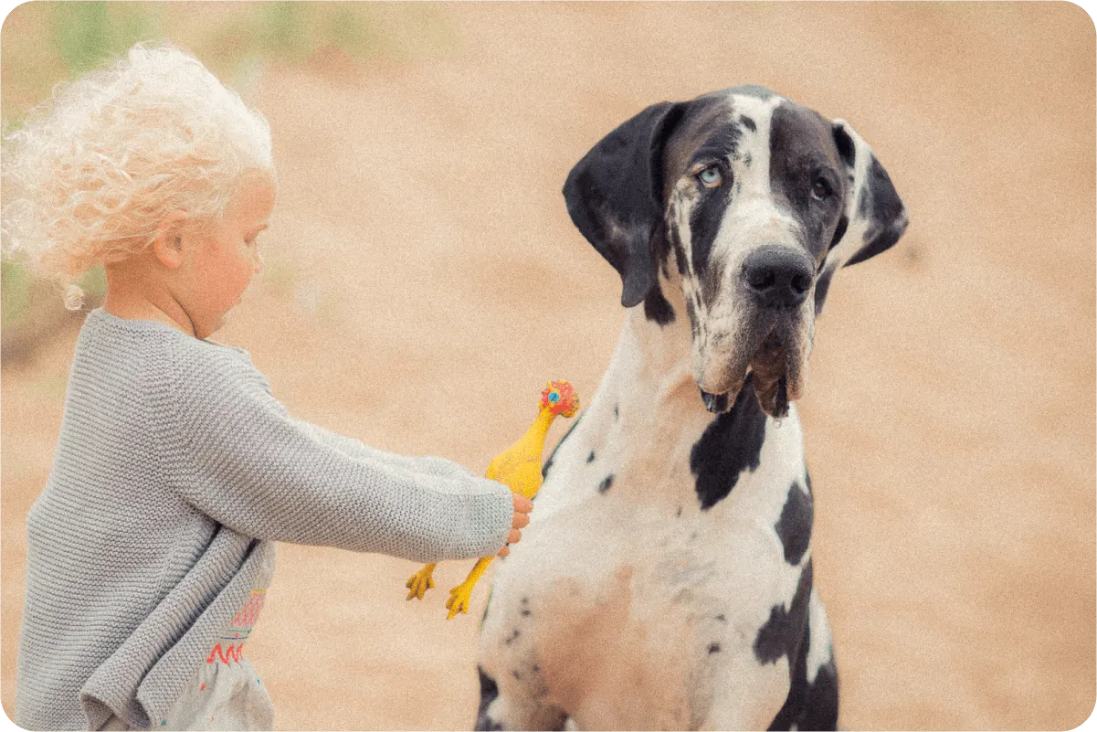 Great Dane stands outside with child