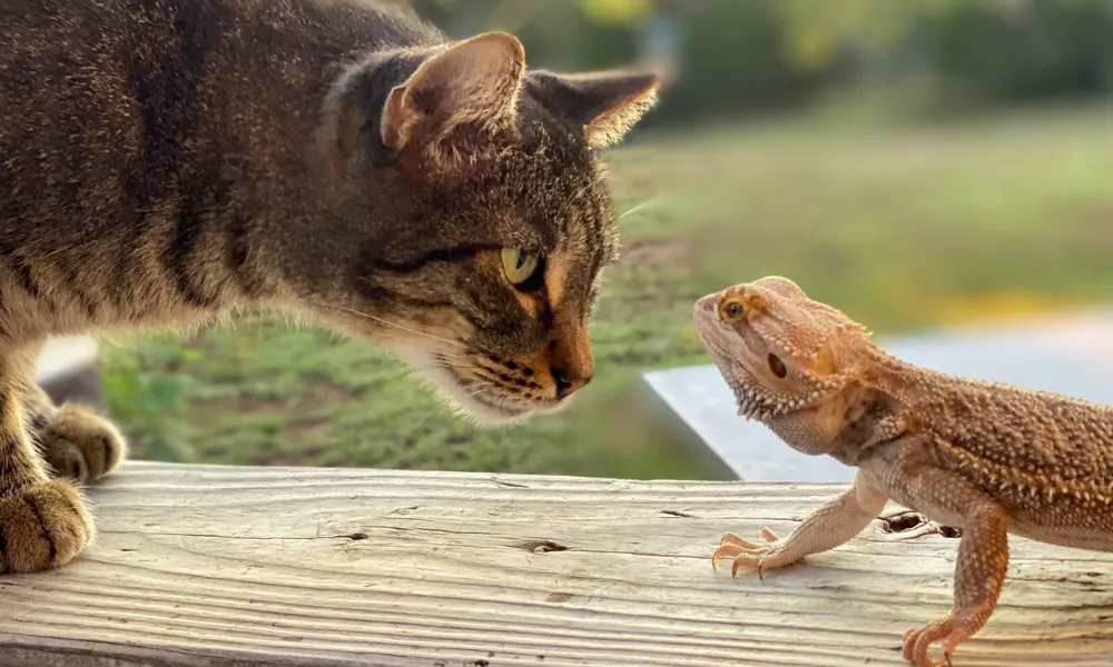 Can Cats and Lizards Be Friends?
