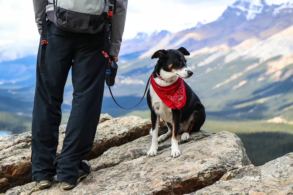 Exploring the great outdoors with your dog