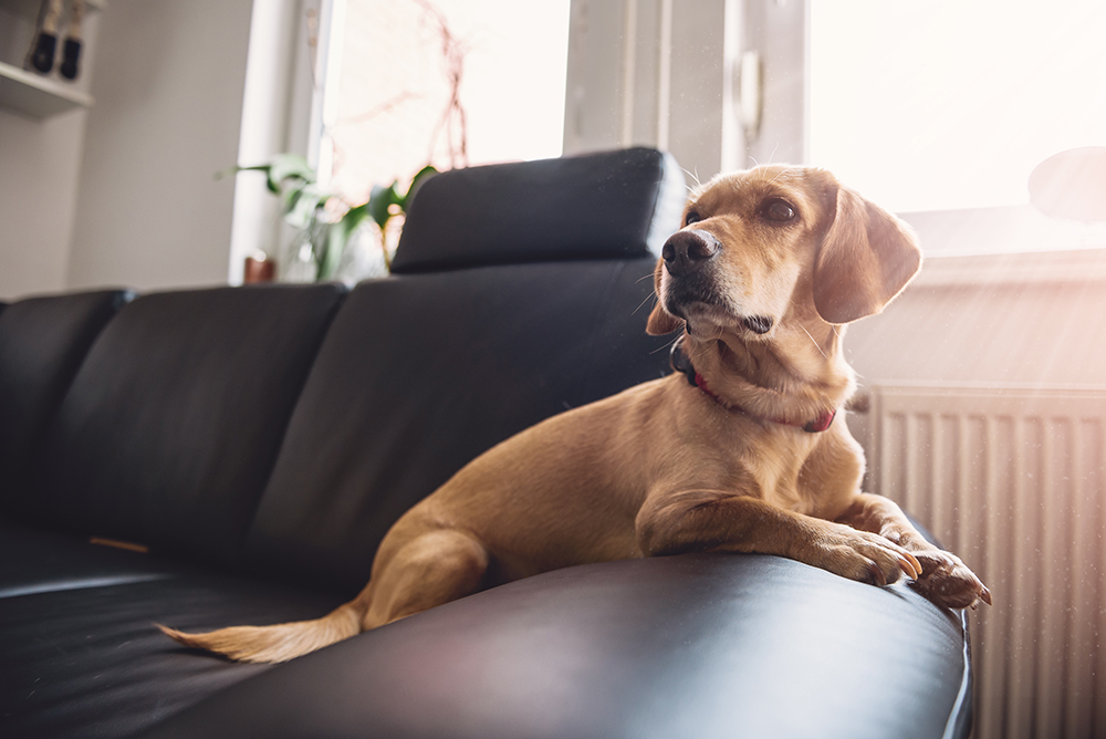 Tips for keeping dogs busy while home alone