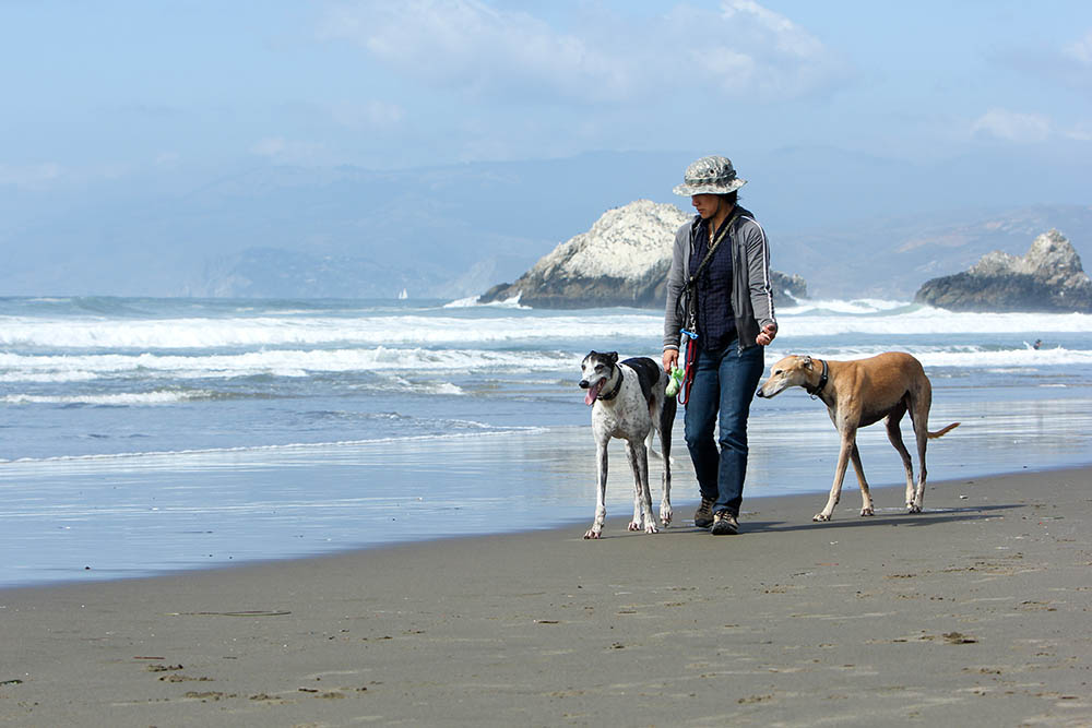Woman walking dogs on Ocean Beach in San Francisco
