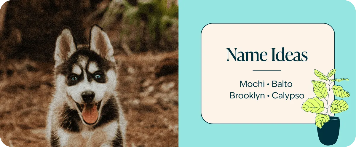 Siberian Husky Breed name suggestions