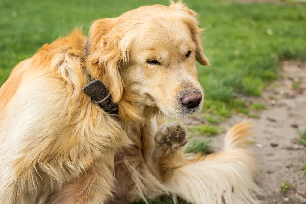 Fleas present another problem: tapeworms in dogs