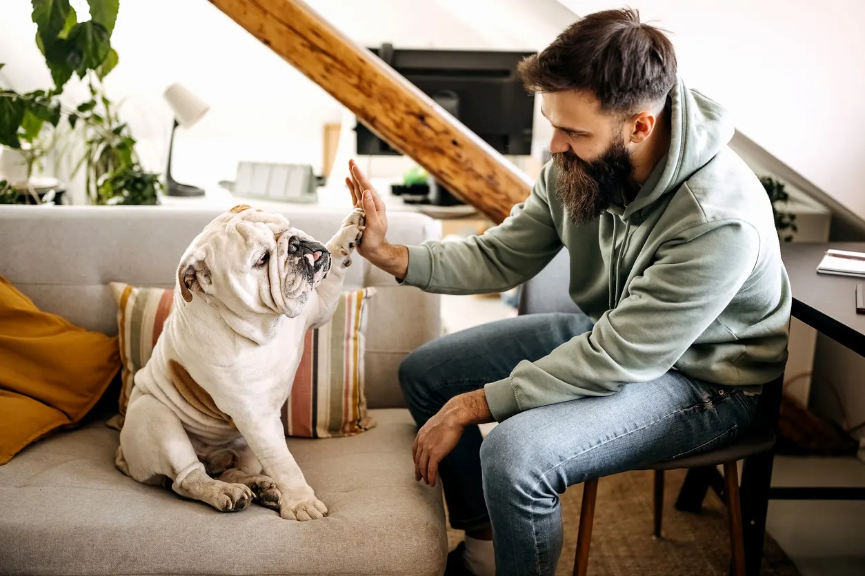 Man giving high-five to his bulldog