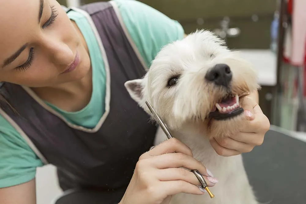How to find a pet groomer