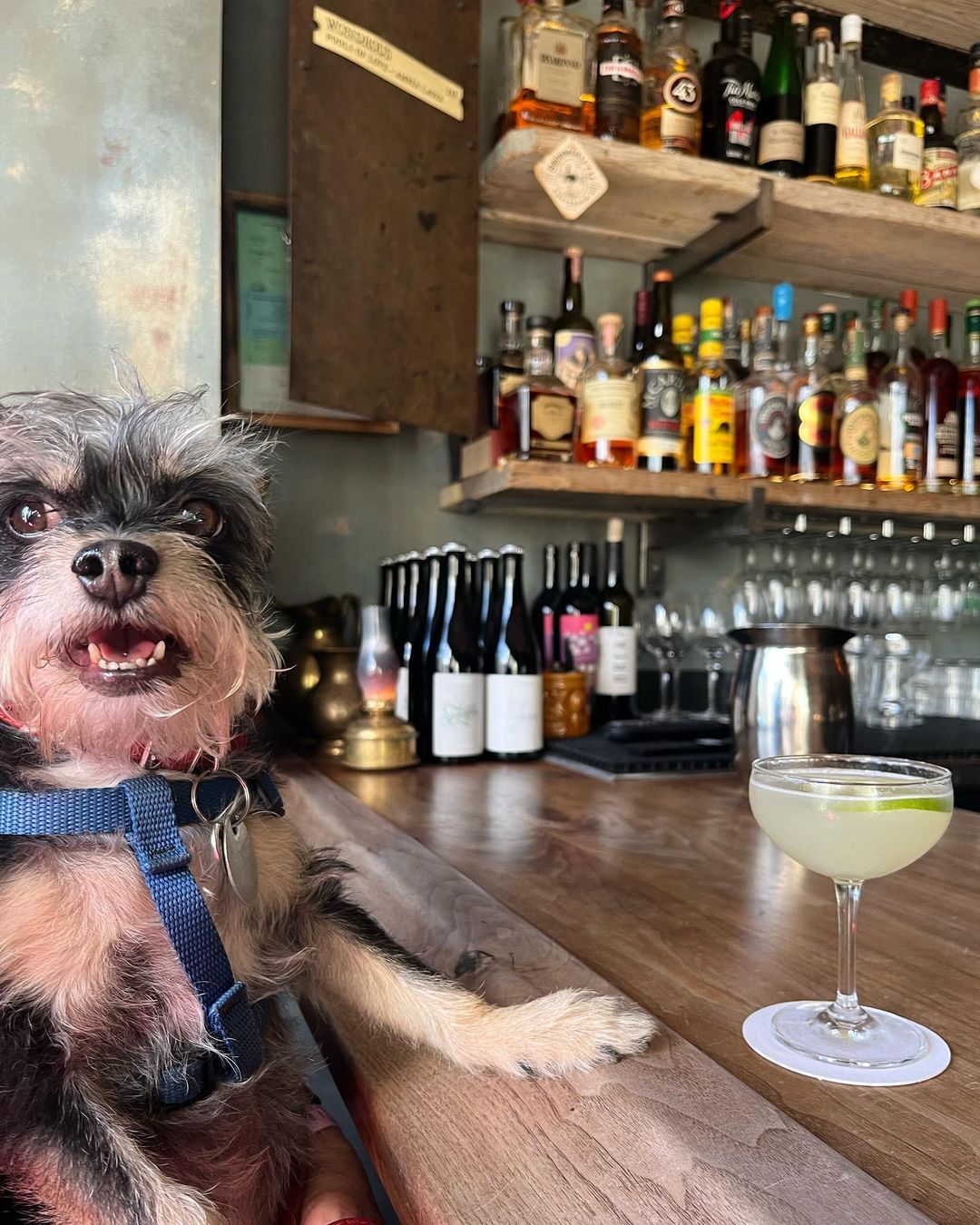 Your Go-To Dog-Friendly Guide to San Francisco · The Wildest