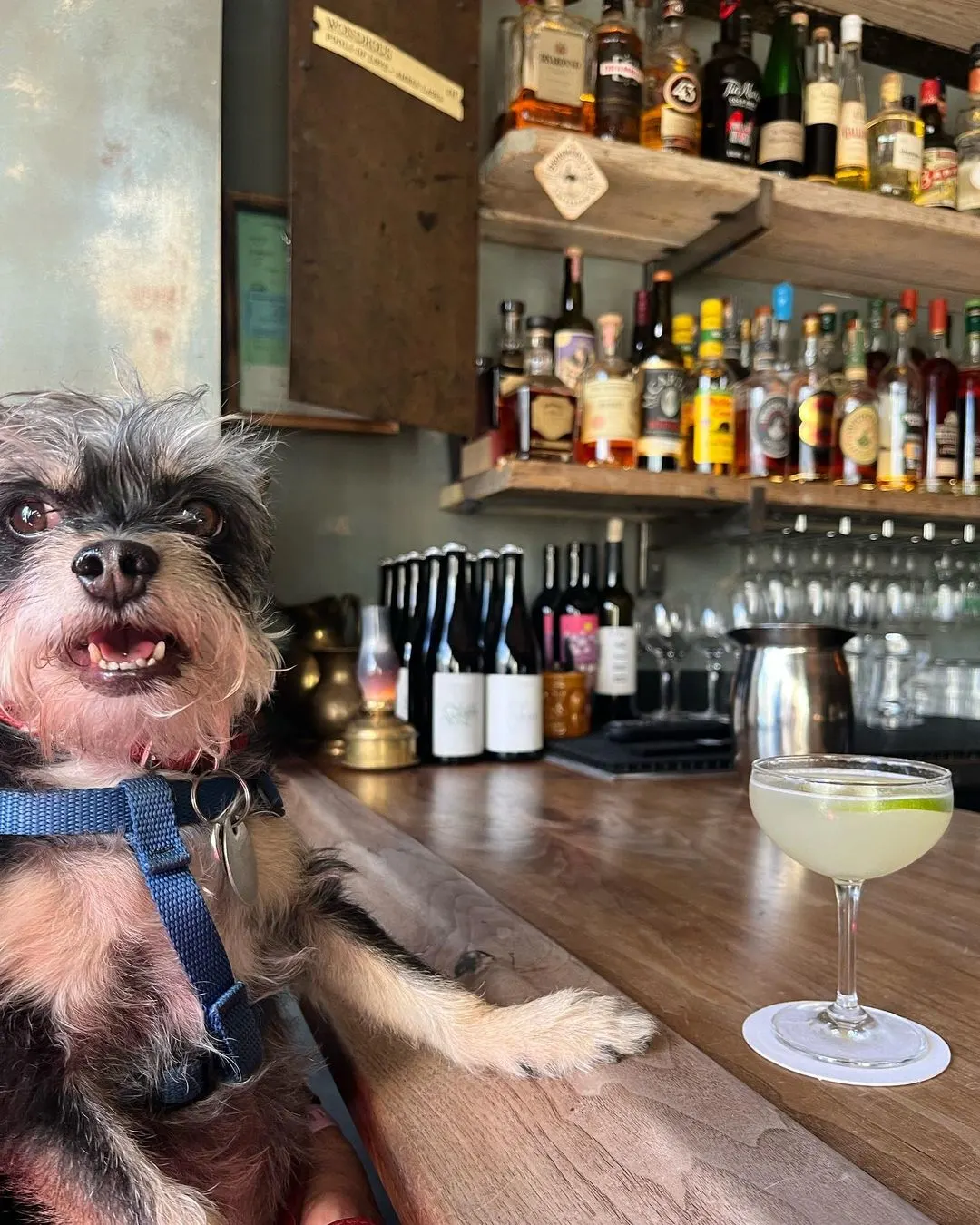 Dog sitting at bar with owner