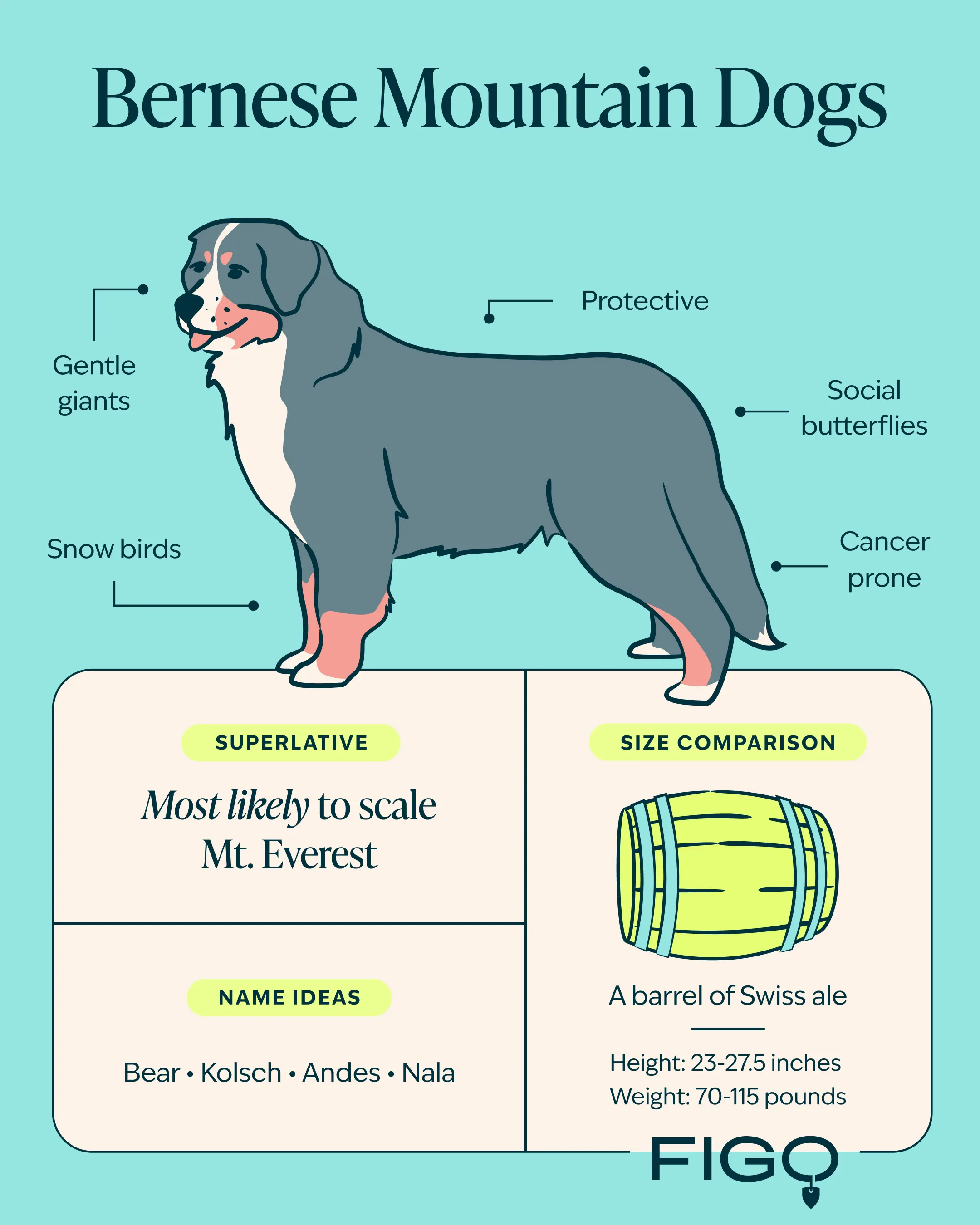 Bernese Mountain Dog Breed Guide